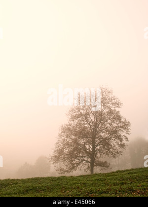 Vertikale Porträt des einsamen Eiche im Nebel. Baskisches Land. Spanien. Stockfoto