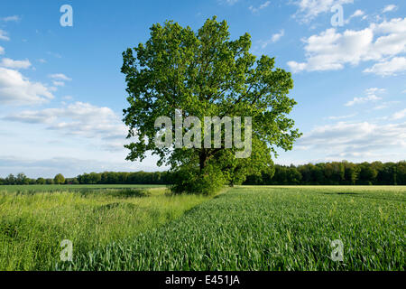 Einsame Pedunculate Eiche (Quercus Robur) in einem Feld, Niedersachsen, Deutschland Stockfoto