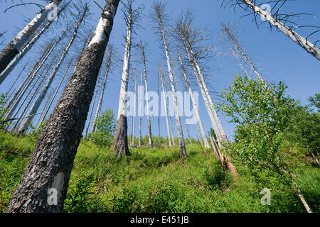 Toten Fichten (Picea Abies) nach Befall und Herbivorie von acht gezahnten Fichte Borkenkäfer (Ips Typographus) Stockfoto