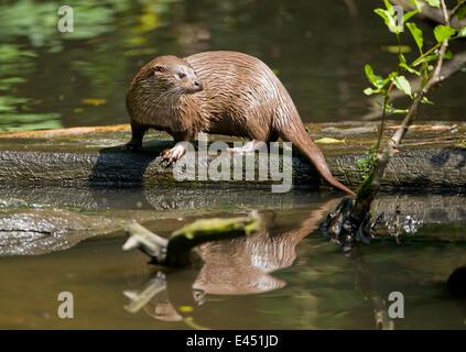 Europäische Otter (Lutra Lutra), Gefangenschaft, Niedersachsen, Deutschland Stockfoto