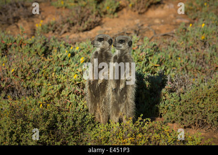 Zwei Erdmännchen (Suricata Suricatta), kleine Karoo, Provinz Westkap, Südafrika Stockfoto