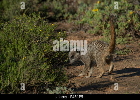 Erdmännchen (Suricata Suricatta), Nahrungssuche, kleine Karoo, Provinz Western Cape, Südafrika Stockfoto
