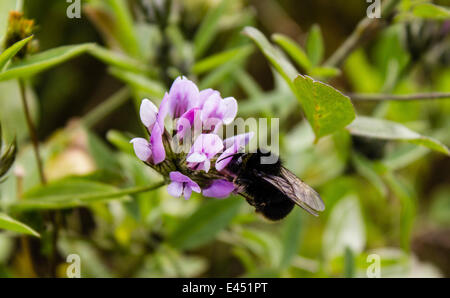 Hummel (Bombus) auf Klee (Trifolium), La Palma, Kanarische Inseln, Spanien Stockfoto