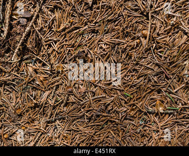 Waldboden bedeckt mit Nadeln Stockfoto
