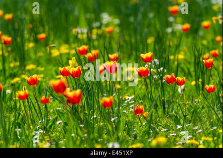 Rote und gelbe Tulpen (Tulipa) auf einer Blumenwiese, Hessen, Deutschland Stockfoto