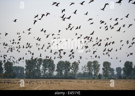 Herde von mehr weiß – Blässgänse Gänse (Anser Albifrons) über einem Kornfeld, Niederrhein Region, North Rhine-Westphalia, Deutschland Stockfoto