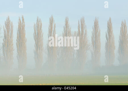 Reihe von Pappeln (Populus Nigra Italica) in den Nebel, Rheinberg, Niederrhein Region, North Rhine-Westphalia, Deutschland Stockfoto