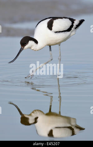 Säbelschnäbler (Recurvirostra Avosetta) auf Nahrungssuche, Reflexion im Wasser, Texel, West Ostfriesischen Inseln, Nord-Holland, Niederlande Stockfoto