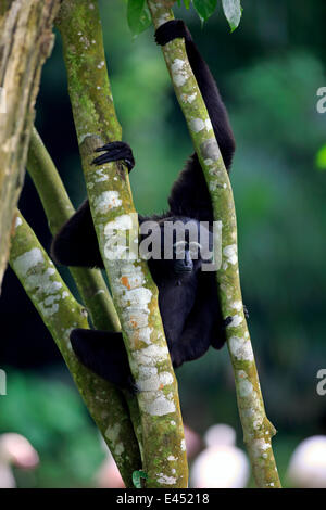 Schwarz-handed Gibbon oder Agile Gibbon (Hylobates Agilis), Erwachsene auf Baum, Singapur Stockfoto