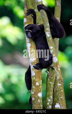 Schwarz-handed Gibbon oder Agile Gibbon (Hylobates Agilis), Erwachsene auf Baum, Singapur Stockfoto