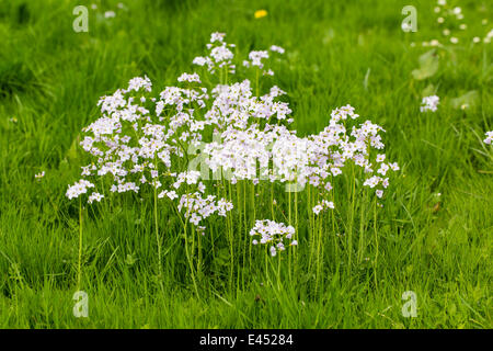 Kuckuck Blume (Cardamine Pratensis), Hessen, Deutschland Stockfoto