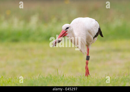 Weißstorch (Ciconia Ciconia) mit erfassten europäischen Schermaus (Arvicola Terrestris), Nordhessen, Hessen, Deutschland Stockfoto