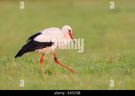 Weißstorch (Ciconia Ciconia), auf Wiese, waten herumsuchen für Nahrung, Nordhessen, Hessen, Deutschland Stockfoto