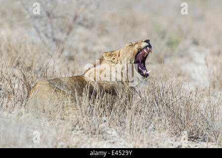 Löwe (Panthera Leo), Gähnen, Etosha Nationalpark, Namibia Stockfoto