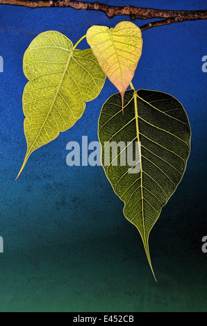 Drei Bodhi-Baum-Blätter abstrakte Poster Effekt Stockfoto