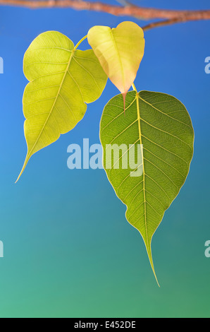 Drei Bodhi-Baum-Blätter am Zweig blauen Hintergrund Stockfoto