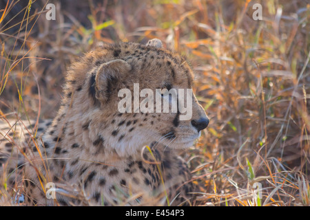 Gepard erholsamen langen Gras in freier Wildbahn Stockfoto