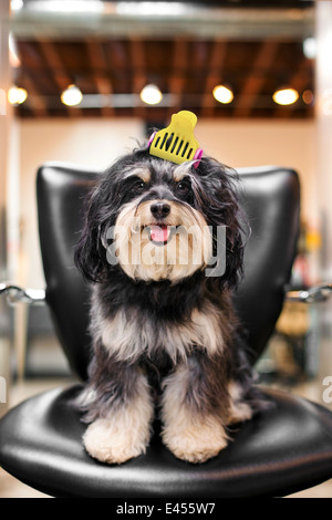 Havaneser Hund im Friseursalon Stockfoto