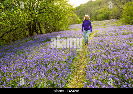 Eine Frau, ein Spaziergang durch Glockenblumen wachsen auf einem Kalkstein-Hügel in der Yorkshire Dales National Park, UK. Stockfoto