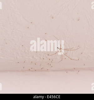 Ein Haus Spinne Tegenaria Domestica mit einer Brut der jungen Spinnen an der Decke in einem Uk-Haus Stockfoto