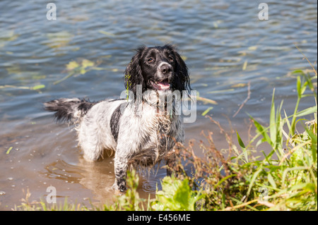 Eine 2 Jahre alte nasse arbeiten English Springer Spaniel Hund im Flusswasser in Großbritannien Stockfoto