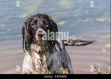 Eine 2 Jahre alte nasse arbeiten English Springer Spaniel Hund im Flusswasser in Großbritannien Stockfoto