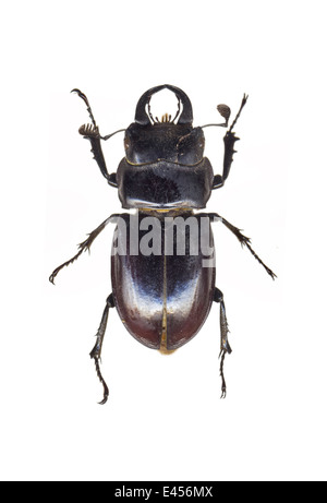 Coleoptera; Lucanidae; Lucanus Barbarossa; Fabricius 1801: weiblich; Stockfoto