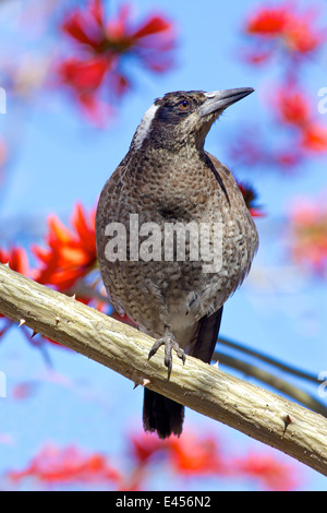 Eine australische Magpie (Cracticus Tibicen) thront in einem Korallenbaum in Perth in Westaustralien. Stockfoto