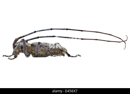 Coleoptera; Cerambycidae; Monochamus Galloprovincialis; Männlich; Olivier 1795; Schwarzkiefer Sawyer Käfer; Stockfoto