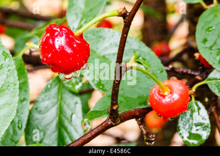 Bing Kirschen nach einem schönen Regen. Stockfoto