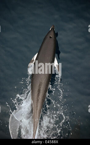 Nördliche Glattwal Delphin an Oberfläche {Lissodelphis Borealis} Monterey Bay, California Pacific Stockfoto