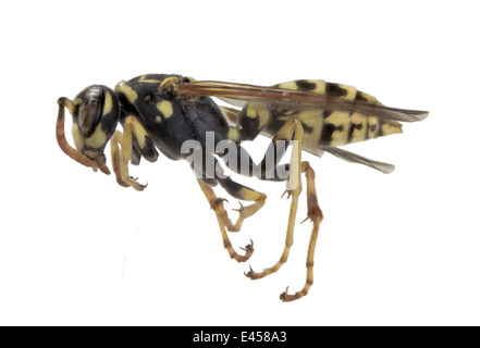 Hymenopteren; Vespidae; Polistes Dominula; Christus-1791; Europäische Papier Wespe; Stockfoto