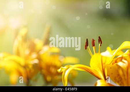 Schöne gelbe Lilie auf einem Sommer-Tag im freien Stockfoto