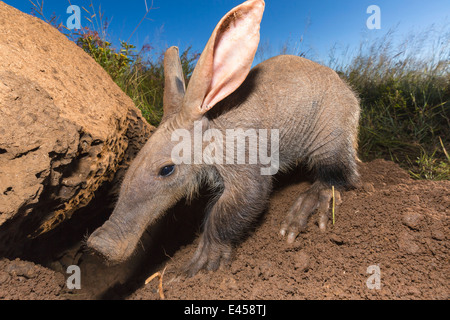 Junge Erdferkel (Orycteropus Afer) Stockfoto