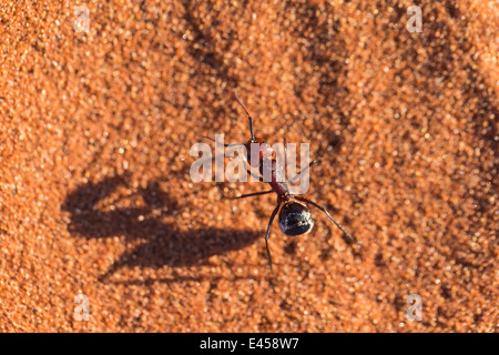 Namib-Wüste-Düne-Ameise (Camponotus Detritus) Stockfoto