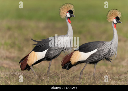 Grey gekrönter Kran (Balearica Regulorum) Stockfoto