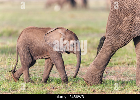 Afrikanischer Elefant (Loxodonta Africana) Stockfoto