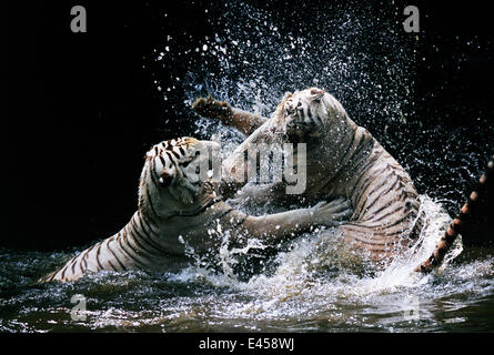 Weißen bengalischen Tigern spielen kämpfen im Wasser {Panthera Tigris} Indien Stockfoto