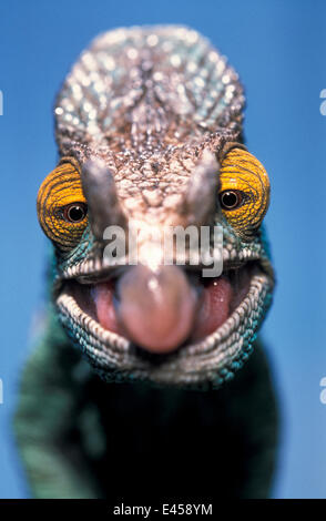 Parsons Chamäleon Männchen mit Zunge extrudiert {Chamaeleo Parsonii} Madagaskar Stockfoto