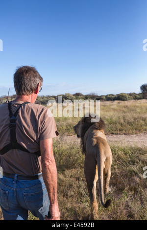 Tierische Ranger Wandern mit männlicher Löwe (Panthera Leo), Namibia