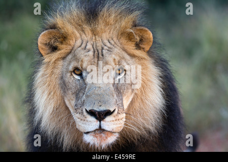 Nahaufnahme eines männlichen Löwen (Panthera Leo) Stockfoto