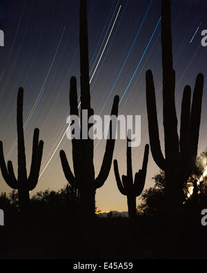 Saguaro-Kakteen (Carnegiea Gigantea) Silhouette gegen den Nachthimmel mit Sternspuren, Zeitaufwand für 5 Stunden nach Mitternacht, Cabeza Prieta National Wildlife Refuge, Arizona. Silvester 2000 Stockfoto