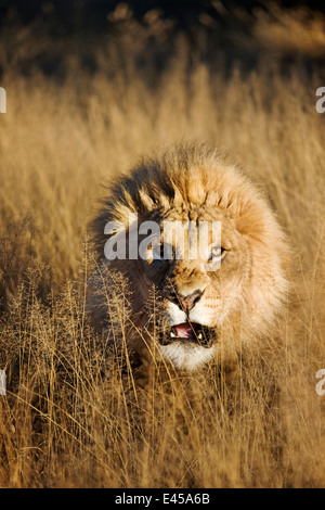 Knurrend männlicher Löwe (Panthera Leo) Stockfoto