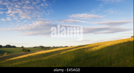 Defra Kalkstein Grünland Wildblumenwiese am Sunsrise. Oxfordshire, England. Panorama Stockfoto