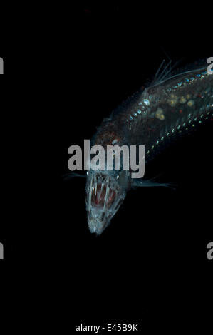 Viperfisch {Chauliodus Sloani} Deepsea von der Mid-Atlantic Ridge, 400-520 m, im Laufe des Tages Stockfoto