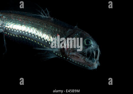 Viperfisch {Chauliodus Sloani} Deepsea von der Mid-Atlantic Ridge, 400-520 m, im Laufe des Tages Stockfoto