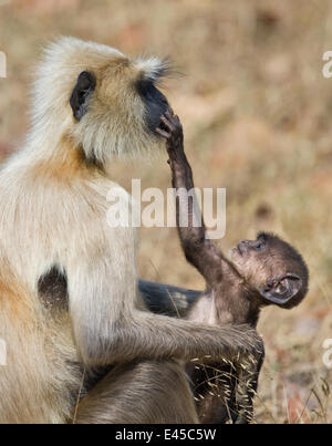 Südliche Tiefebene grau / Hanuman Languren {Semnopithecus Dussumieri} Baby bis Mutters Gesicht, Bandhavgarh NP, Madhya Pradesh, Indien, März Stockfoto