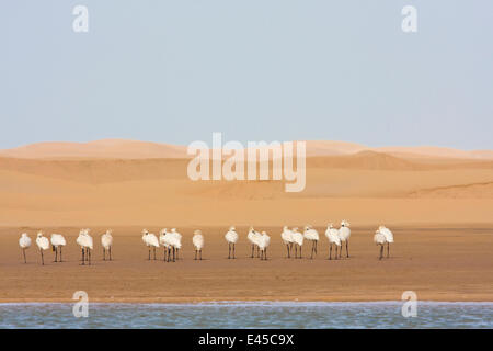 Löffler (Platalea Leucorodia) neben Khniffis Lagune, Westsahara, Südmarokko, NW-Afrika Stockfoto