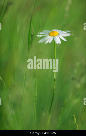 Marguerite / Oxeye Daisy (Leucanthemum Vulgare) in Blüte, Roudenhaff, Mullerthal, Luxemburg Stockfoto