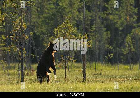 Eurasische Braunbären (Ursus Arctos) stehend mit Wasser tropft von den Pfoten, Kuhmo, Finnland, Juli 2008 Stockfoto